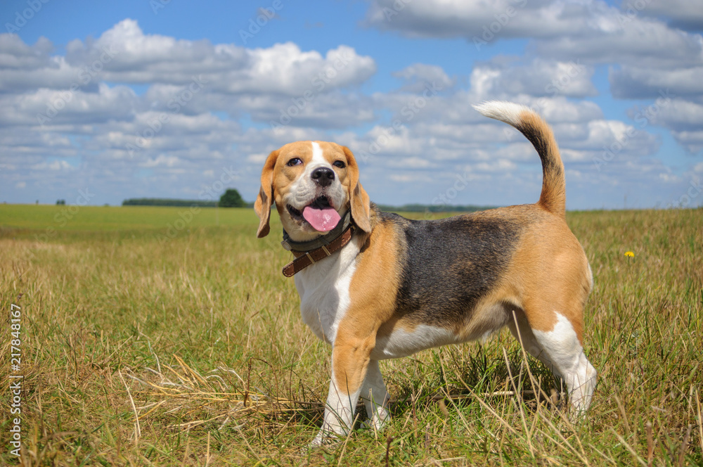 beautiful portrait of a Beagle on a background of white clouds