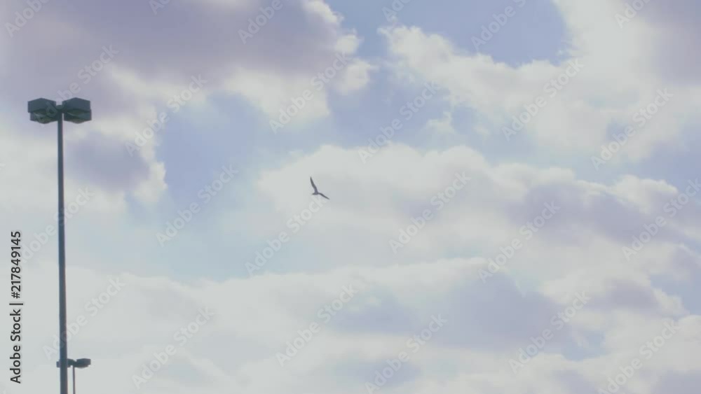 One single bird flies around a parking lot in slow motion One single bird flies around a parking lot in slow motion