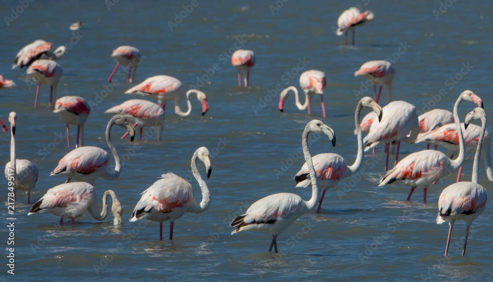 Flock of pink flamingos in the salt lake