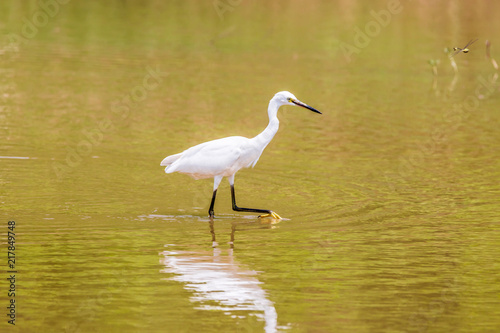 Egrets in leisurely foraging