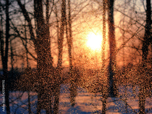 Frost sparkles in the light of the winter sun