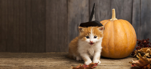 halloween pumpkin jack-o-lantern and ginger kitten on black wood background