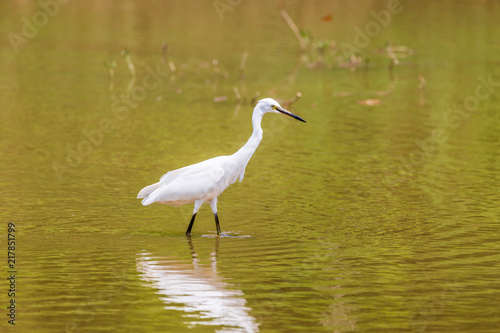 Egrets in leisurely foraging