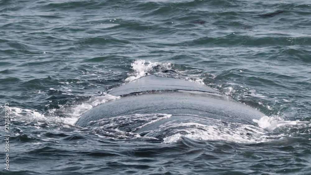 Southern Right whale resting on ocean surface near Victorian coastline, Australia. Southern Right whale resting on ocean surface near Victorian coastline, Australia.