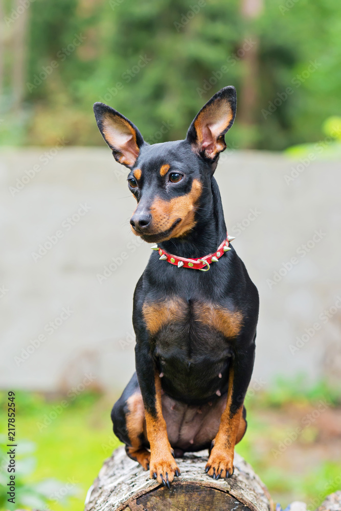 Portrait of a miniature pinscher dog