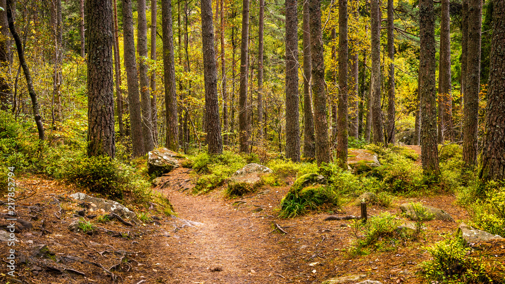 Fototapeta premium Forest Path