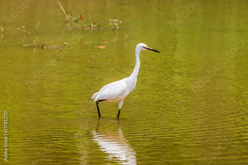 Egrets in leisurely foraging