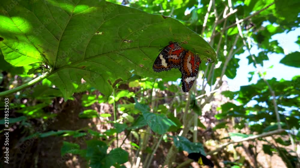 two Monarch Butterflies on leaves matiing two Monarch Butterflies on leaves matiing