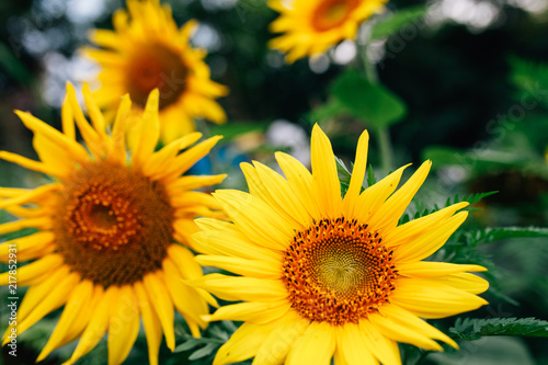 Lots of sunflowers with blurred beekeepers in the background