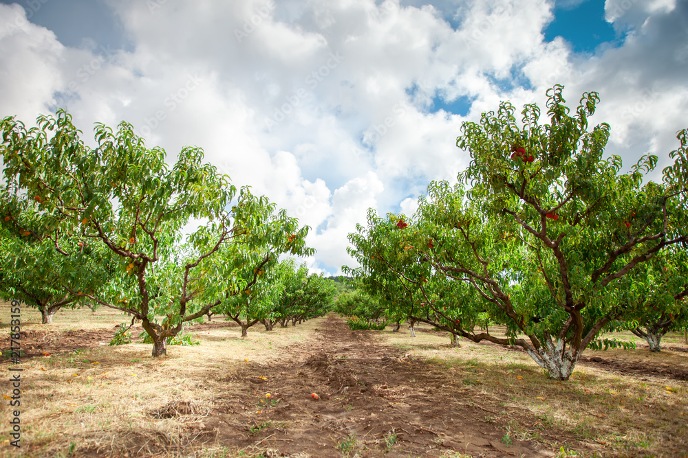 Peach tree with fruits growing in the garden. Peach orchard. Peach tree with fruits growing in the garden. Peach orchard.