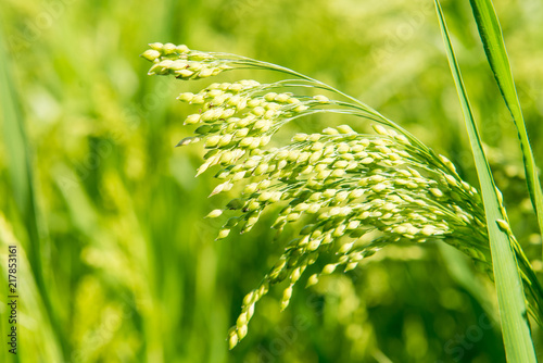 millet plant Panicum miliaceum L.