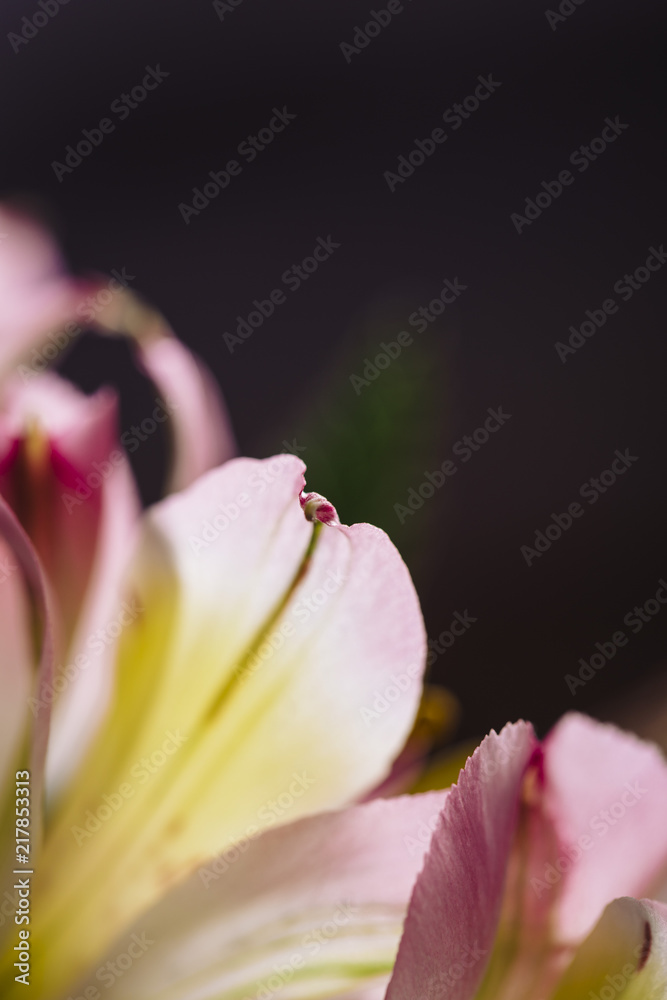 Fototapeta premium Pink flower macro on a flower bouquet