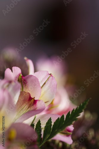 Pink flower macro on a flower bouquet © jordieasy