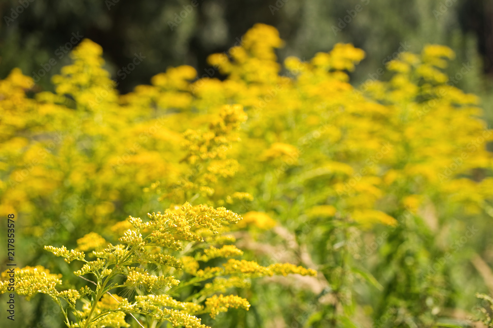 Fototapeta premium Blossoming goldenrod. Solidago. Perennial herbaceous flower. Healthy for kidneys. 
