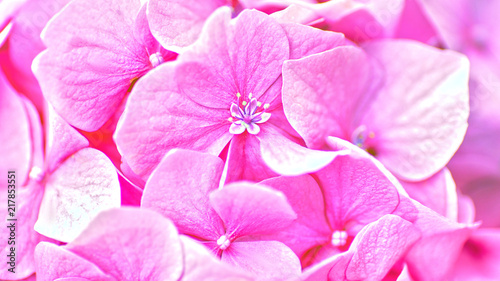 Pink hydrangea flower. Abstract floral backgrounds
