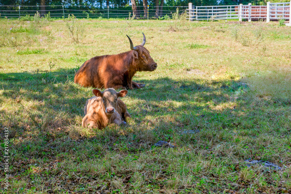 lying cows in the shadow of a tree on farm lying cows in the shadow of a tree on farm