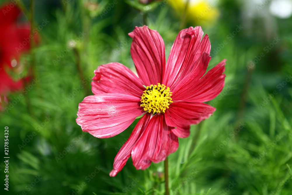 Obraz premium Osteospermum 
