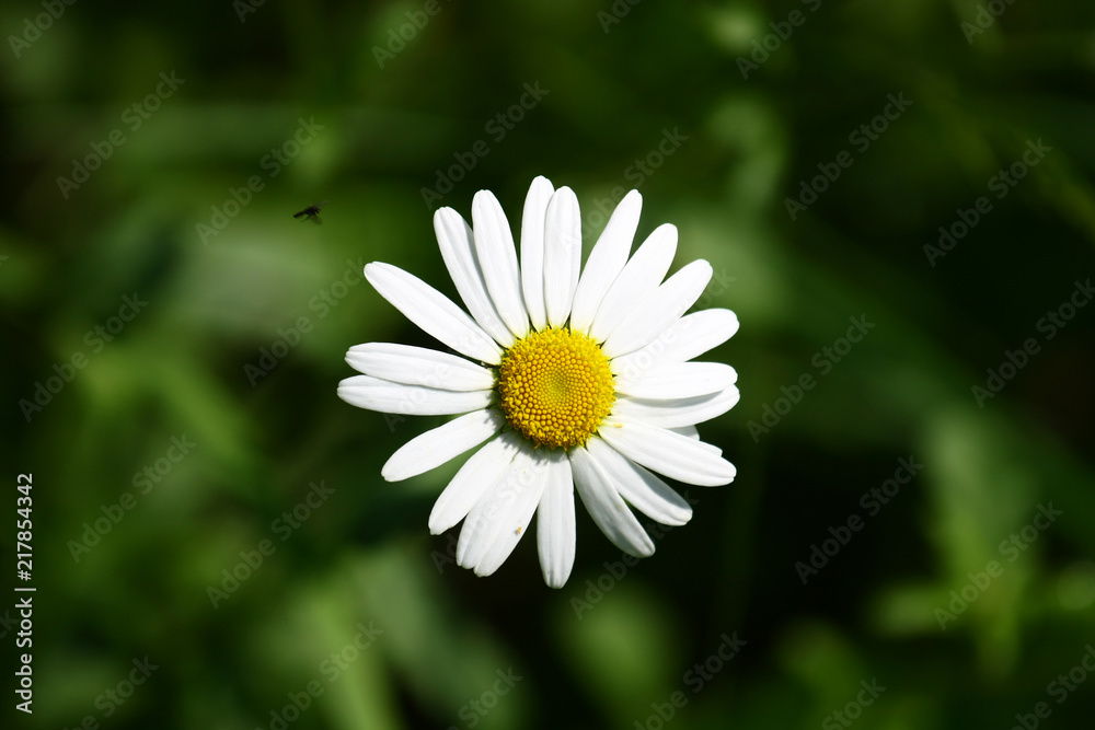 Fototapeta premium Flower