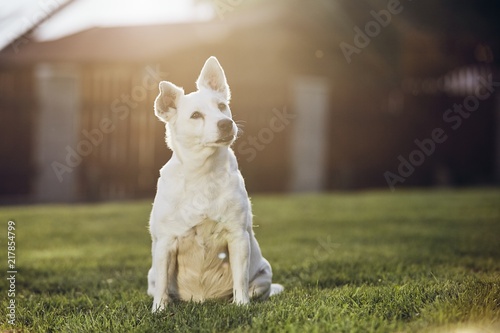 Portrait of old dog © Chalabala