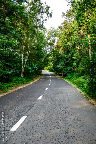 Forest road in summer