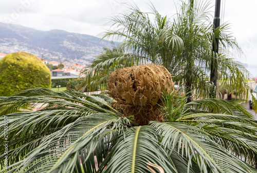 Seed head of Bangalow palm, Archontophoenix cunninghamiana photo