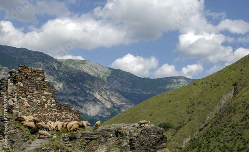 mountain sheep near the defeated fortress