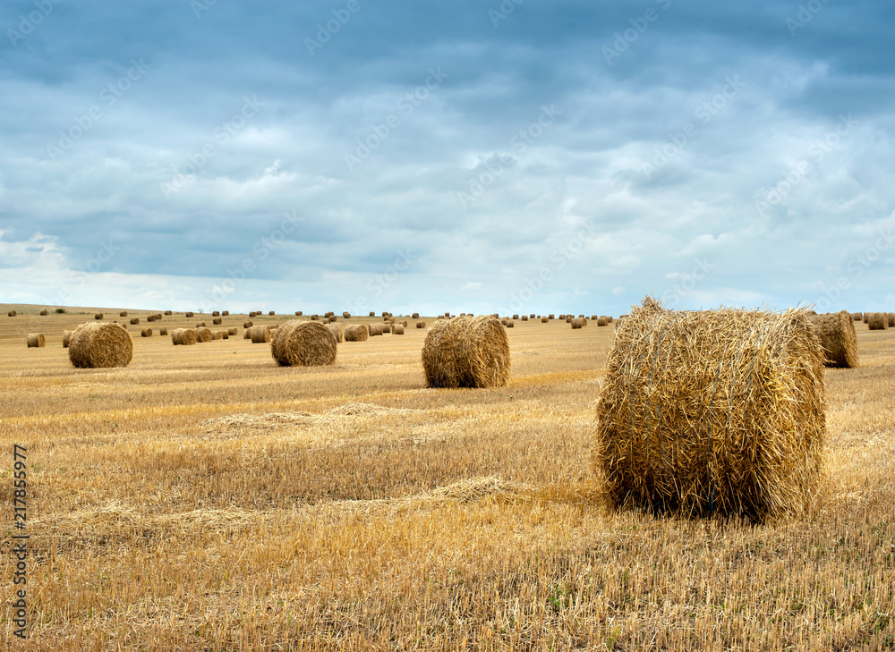 straw bales of hay in the stubble field, agricultural field under a sky with clouds