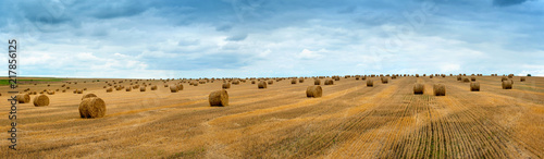 Obraz na płótnie Big landscape of hay bales on the field after harvest