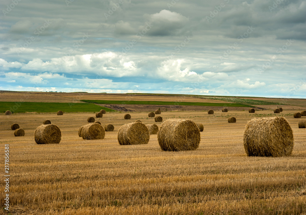 panoramic view of hay bales on autumn field after harvest