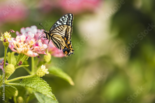 butterfly © HolidayVisionStudio