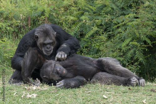 Chimpanzees taking care