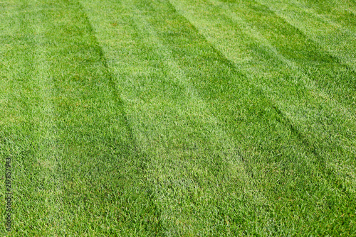 striped freshly mowed green garden lawn