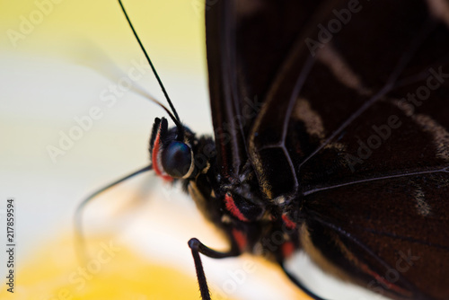 Morpho butterfly eating