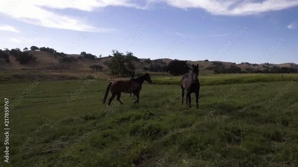 Aerial shot of four horses grazing and playing in a open green field Aerial shot of four horses grazing and playing in a open green field