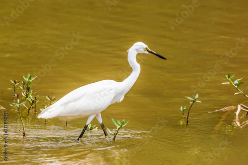 Egrets in leisurely foraging