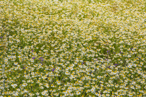 Field of Camomile (Matricaria recutita). Background