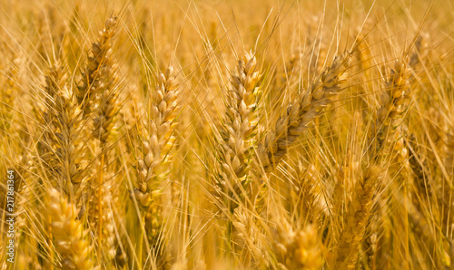 Golden ears of wheat on the field. Macro
