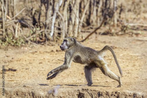 Chacma baboon in Kruger National park, South Africa