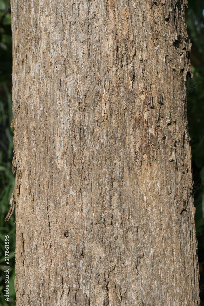 Trunk tree . pattern trunk tree . trunk tree texture background for design Trunk tree . pattern trunk tree . trunk tree texture background for design