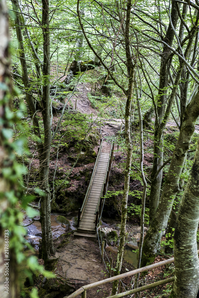 Obraz premium Puente de madera en un bosque de hayas