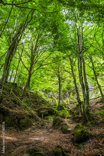 Camino por un bosque frondoso