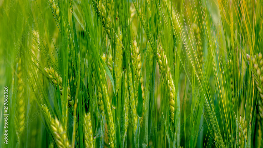 A close-up photograph of the green barley corns. A close-up photograph of the green barley corns.