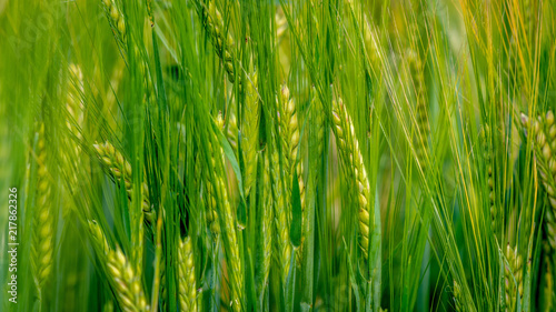 A close-up photograph of the green barley corns.