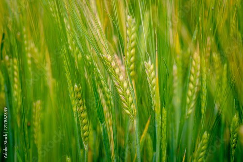 A close-up photograph of the green barley corns.