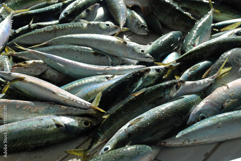 Fresh fish caught in Rio de Janeiro, fishmongers in Copacabana Fresh fish caught in Rio de Janeiro, fishmongers in Copacabana