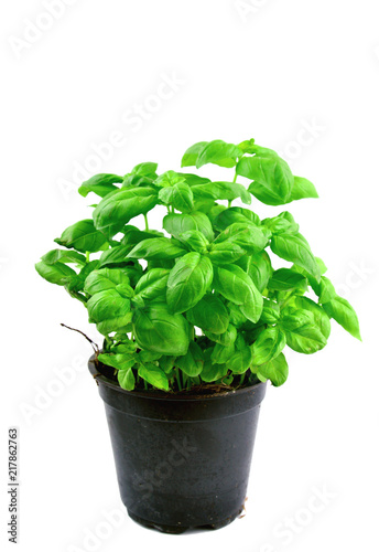 Sweet basil in pot on white background..Growing Basil in your herb garden.