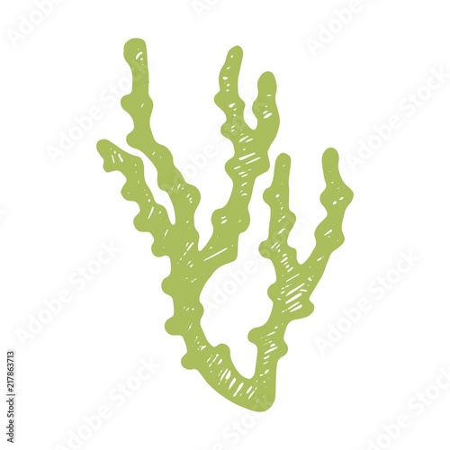 kelp seaweed drawing. marine plant isolated object