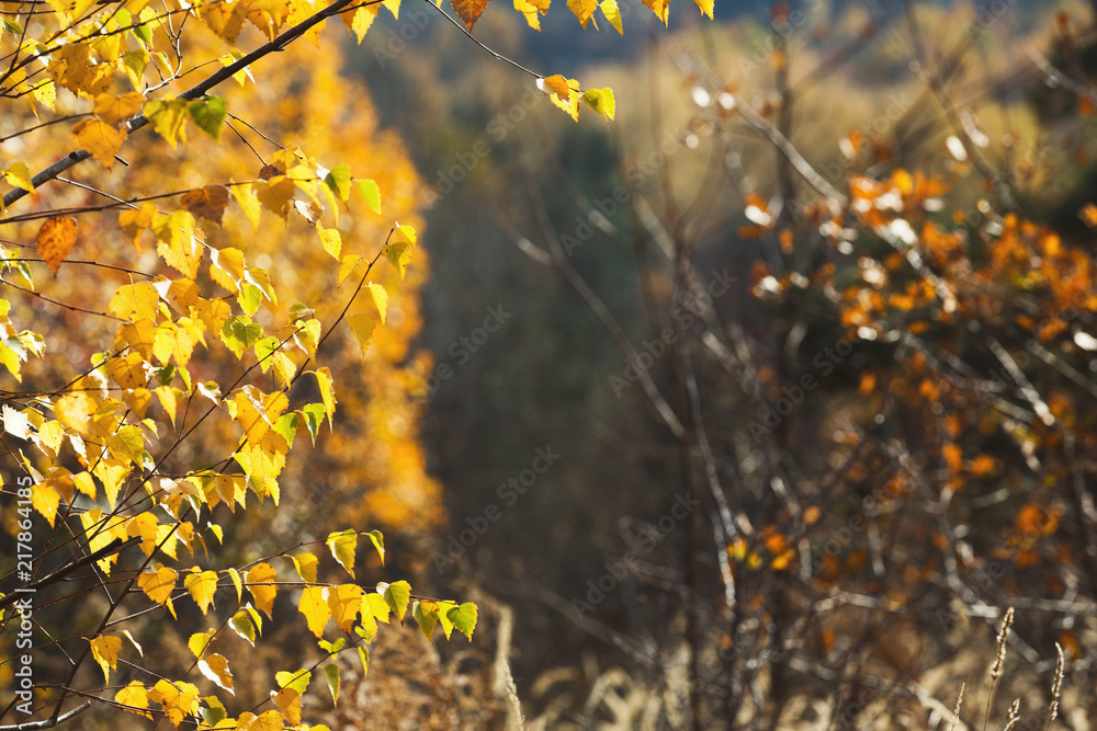 Fall backdrop. Branches of trees with autumn leaves Fall backdrop. Branches of trees with autumn leaves