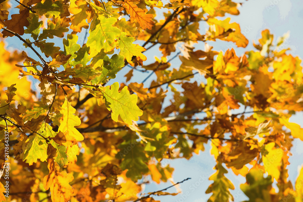 Yellow oak leaves on branches at fall blue sky Yellow oak leaves on branches at fall blue sky