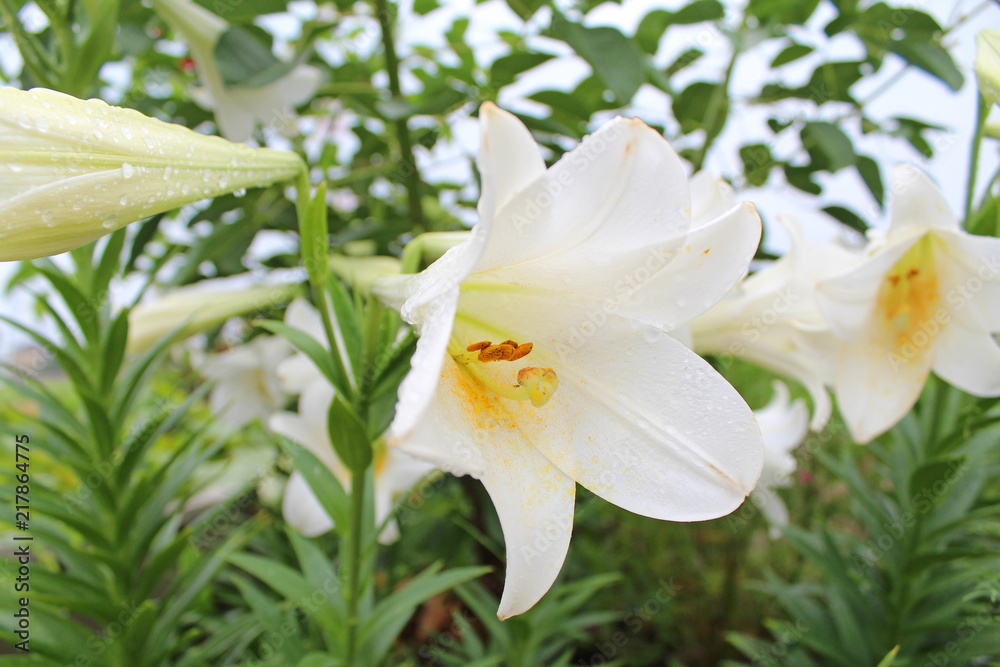 Naklejka premium テッポウユリ